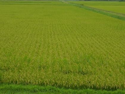 photo1