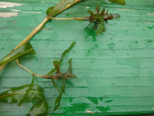 その081　水生植物