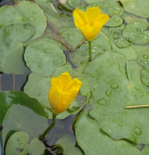 その087　水生植物・浮葉植物