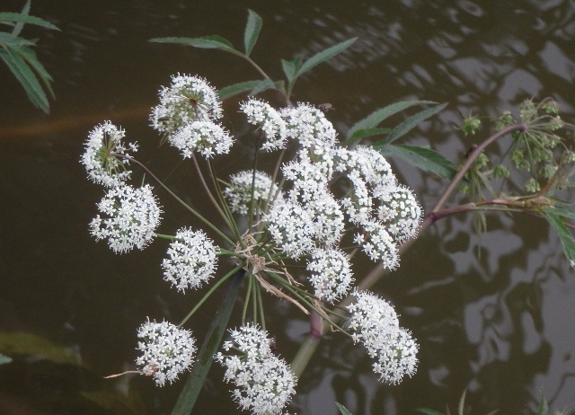 その089　水生植物・抽水植物