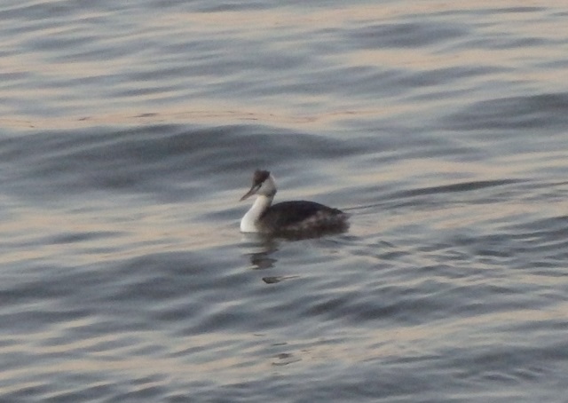 その210　水鳥のいる風景