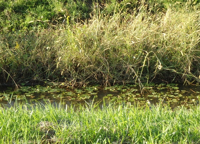 その212　水生植物のある風景