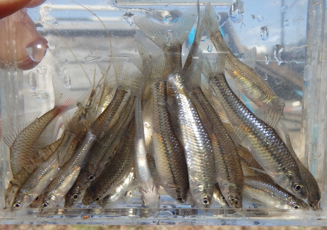 その248　魚釣り