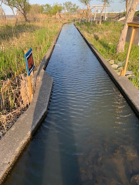 その302　霞ヶ浦の湖岸植生を育てる