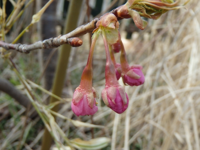 その326　花粉症