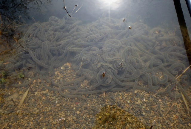 その339　小池栄湖に春が来たよ！