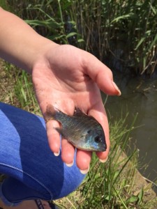 677bluegill