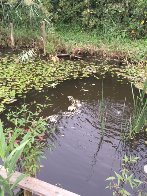 その949　池の在来種って何？