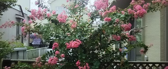 ●秋の花